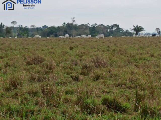 Fazenda para Venda em Nova Bandeirantes - 5