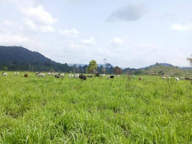 Fazenda para Venda em Novo Mundo - 5