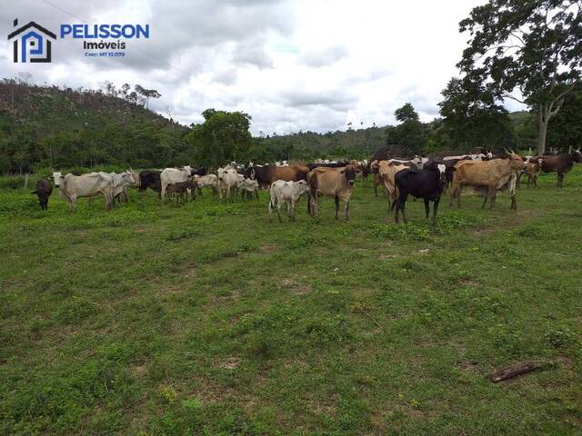 #101 - Fazenda para Venda em Apiacás - MT - 3