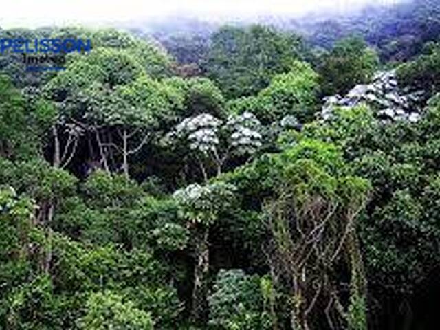 Fazenda para Venda em Apiacás - 4