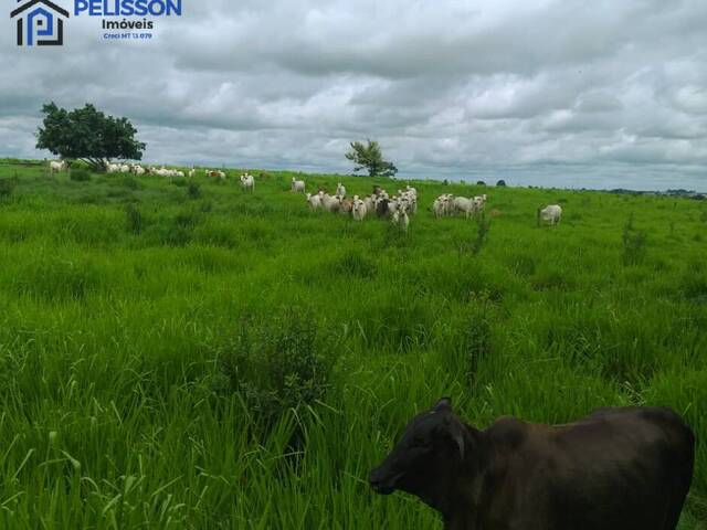 Chácara para Venda em Nova Monte Verde - 4