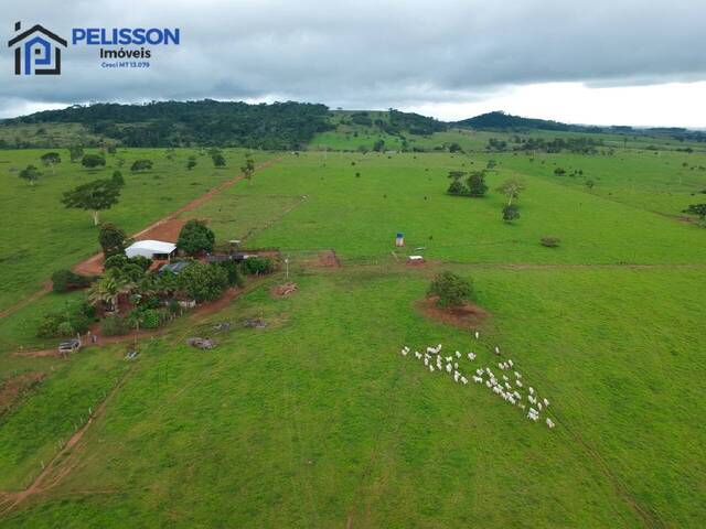 Sítio para Venda em Nova Canaã do Norte - 5